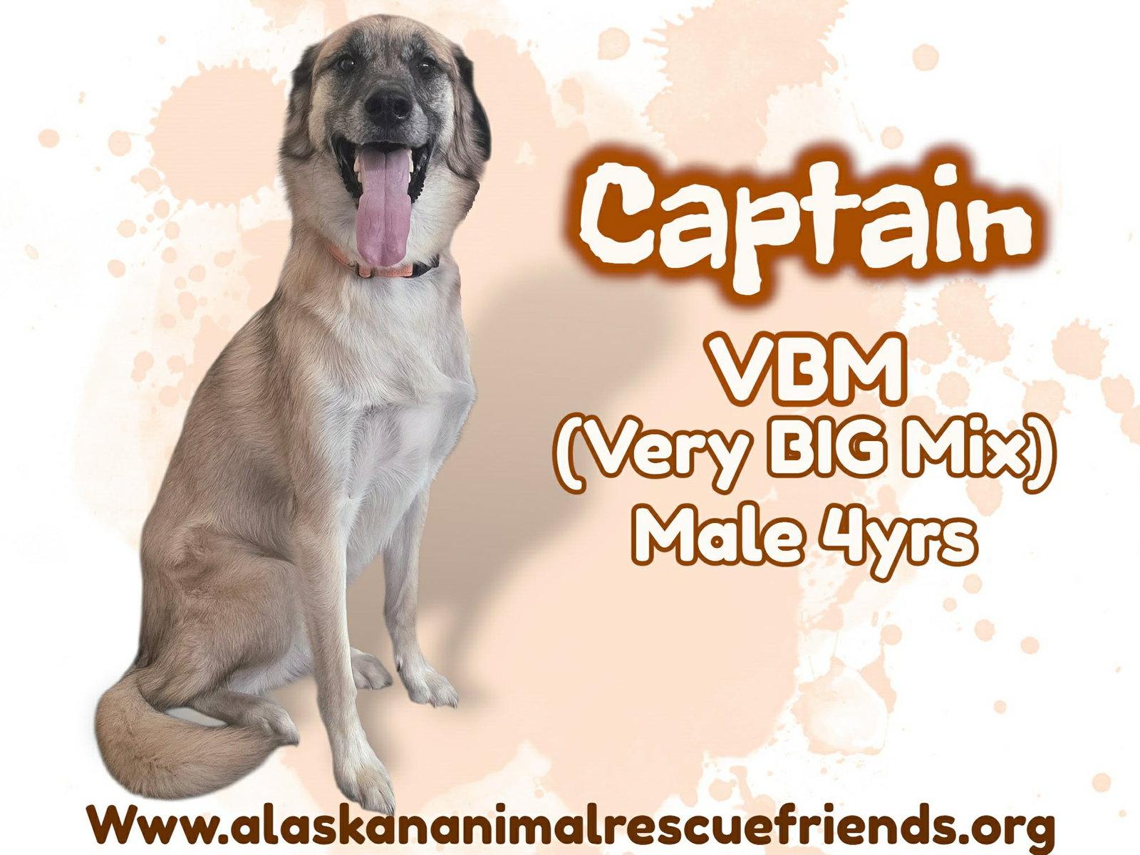 Captain, Adopted, Adult Male Shepherd.