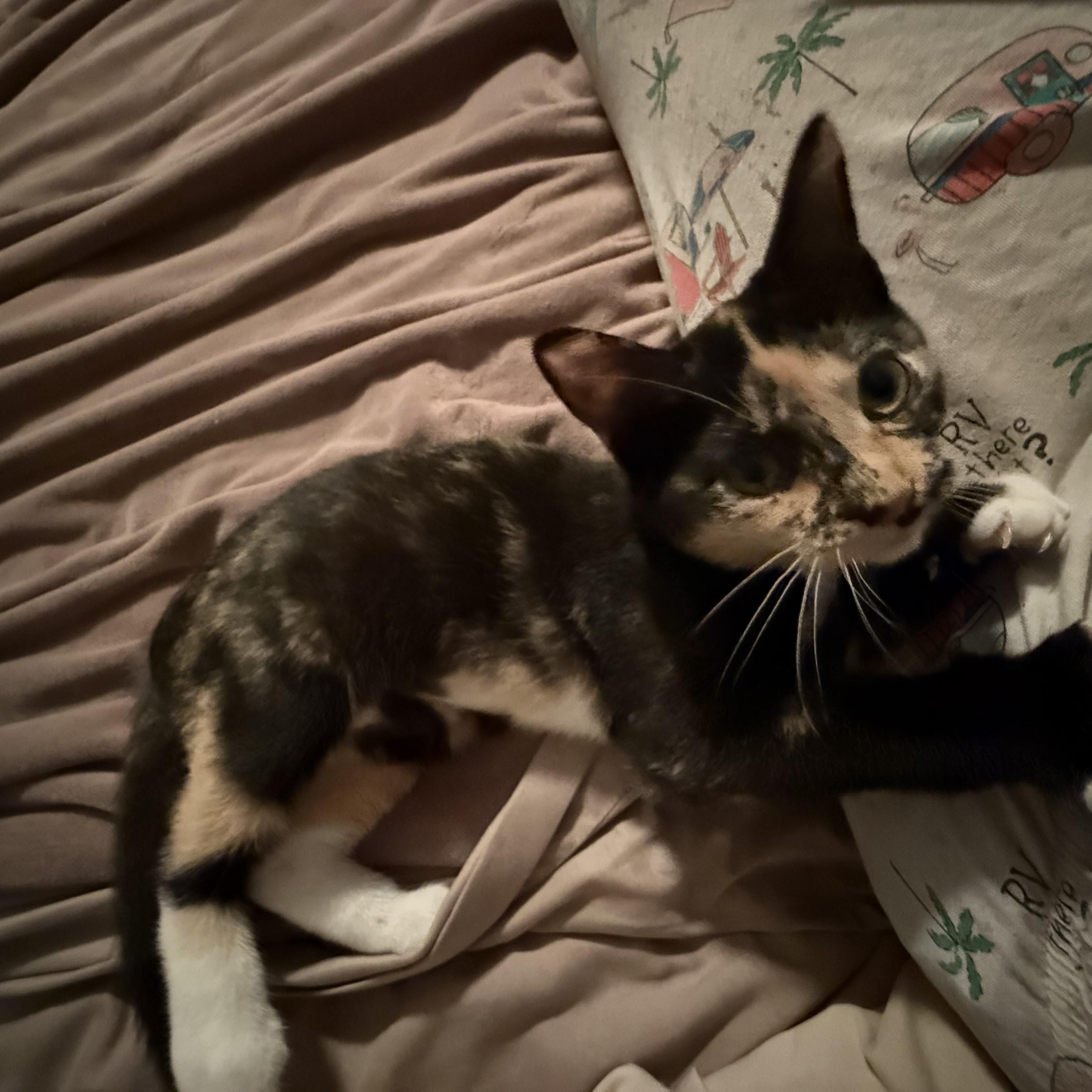 Patricia, a Adopted Domestic Short Hair in Eagleville, TN image 2/2