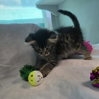 Squirt, a Adoptable mixed breed in Edgewood, NM image 1/3