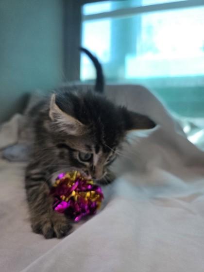 Squirt, a Adoptable mixed breed in Edgewood, NM image 2/3