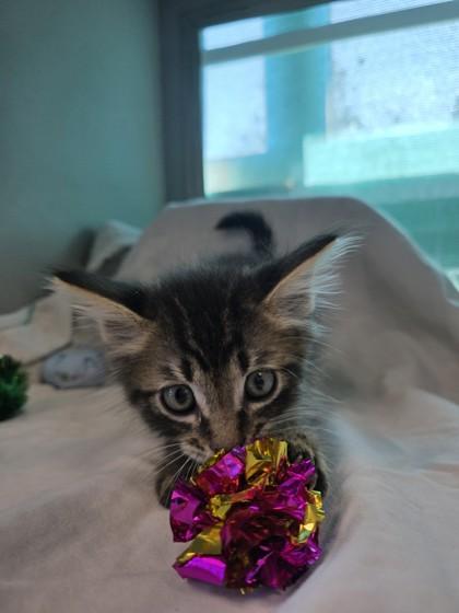 Squirt, a Adoptable mixed breed in Edgewood, NM image 3/3