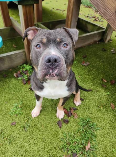 Boss, Adoptable, Adult Male American Staffordshire Terrier.