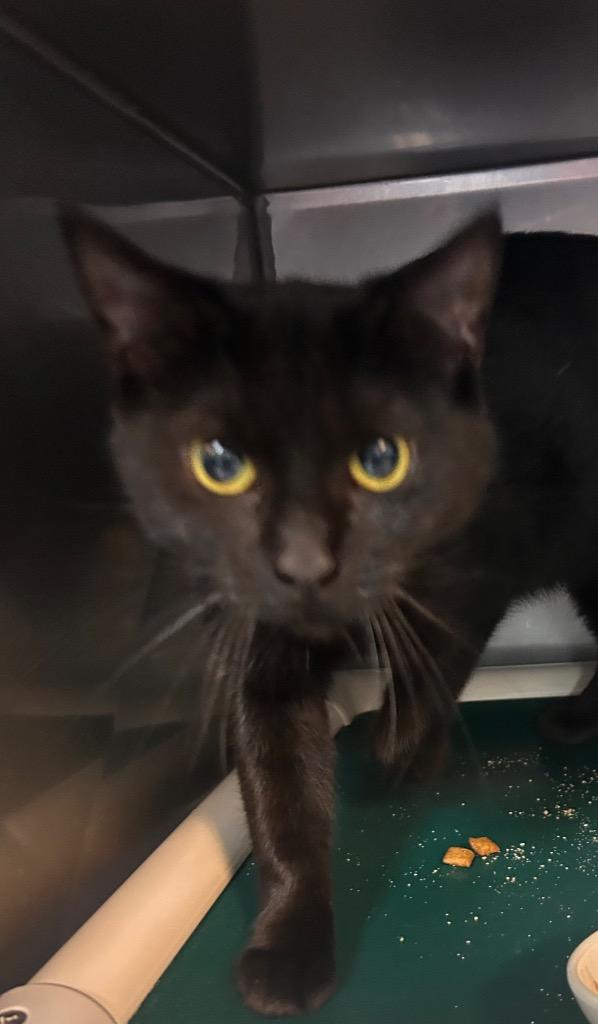Enlarge Mimzi, a Adoptable mixed breed in New Manchester, WV image 1/6
