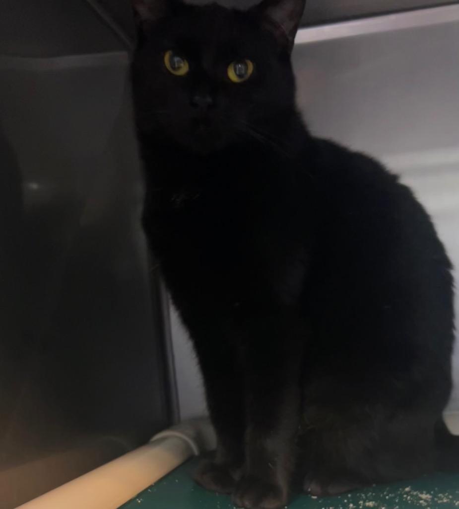 Enlarge Mimzi, a Adoptable mixed breed in New Manchester, WV image 2/6