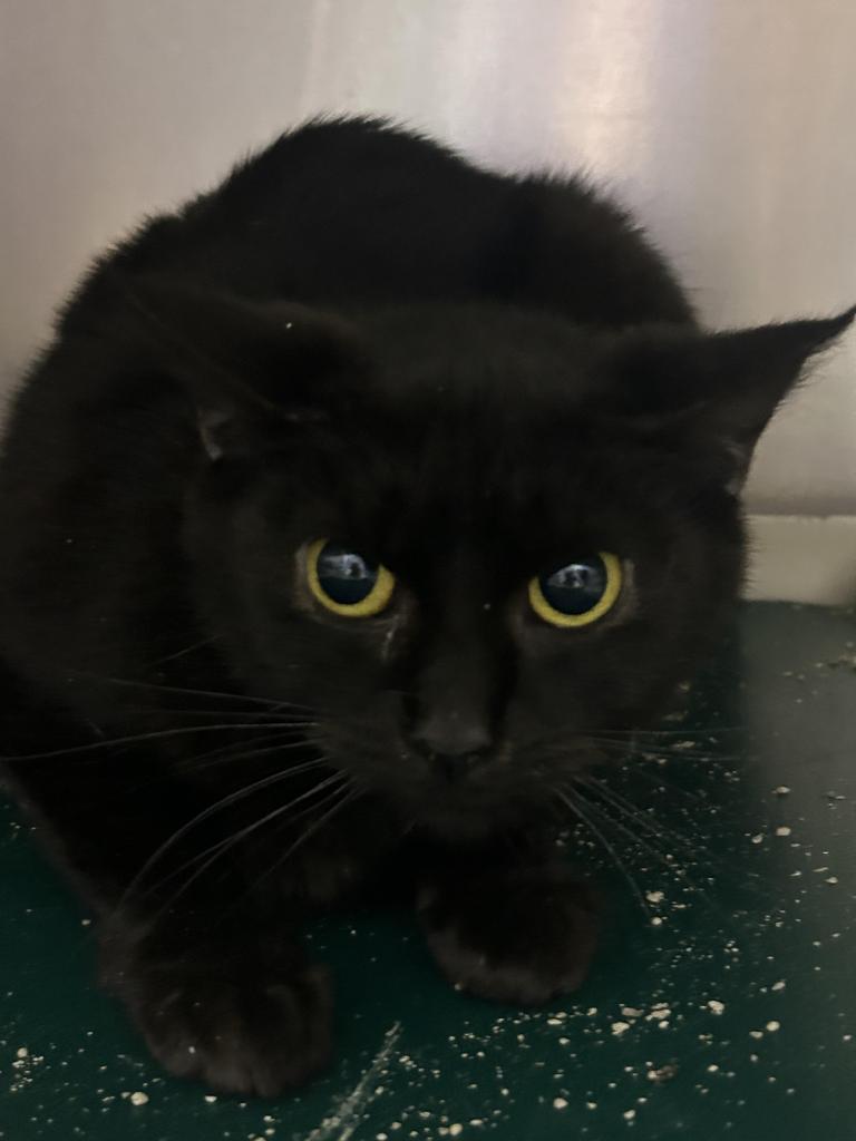 Mimzi, Adoptable, Young Female Domestic Short Hair.
