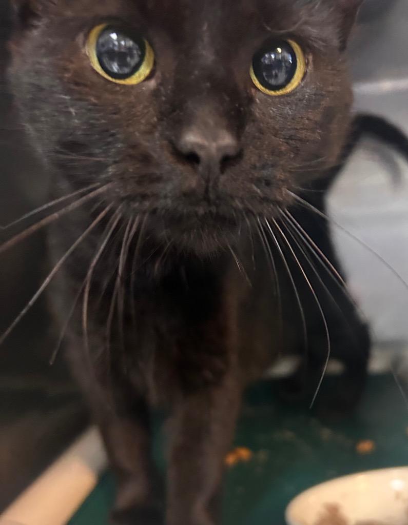 Enlarge Mimzi, a Adoptable mixed breed in New Manchester, WV image 5/6