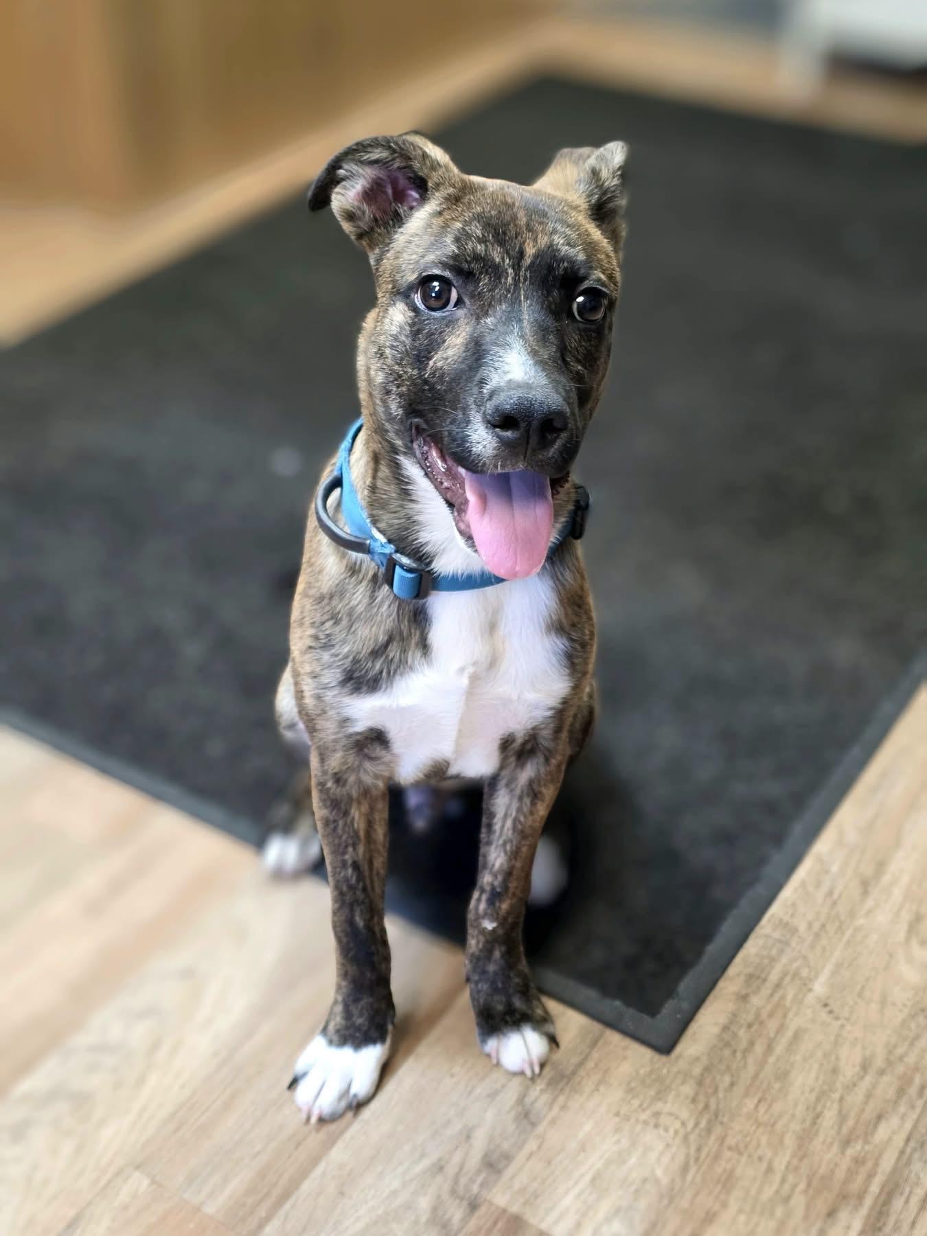Rocco, ADOPTABLE, Puppy Male Shepherd.