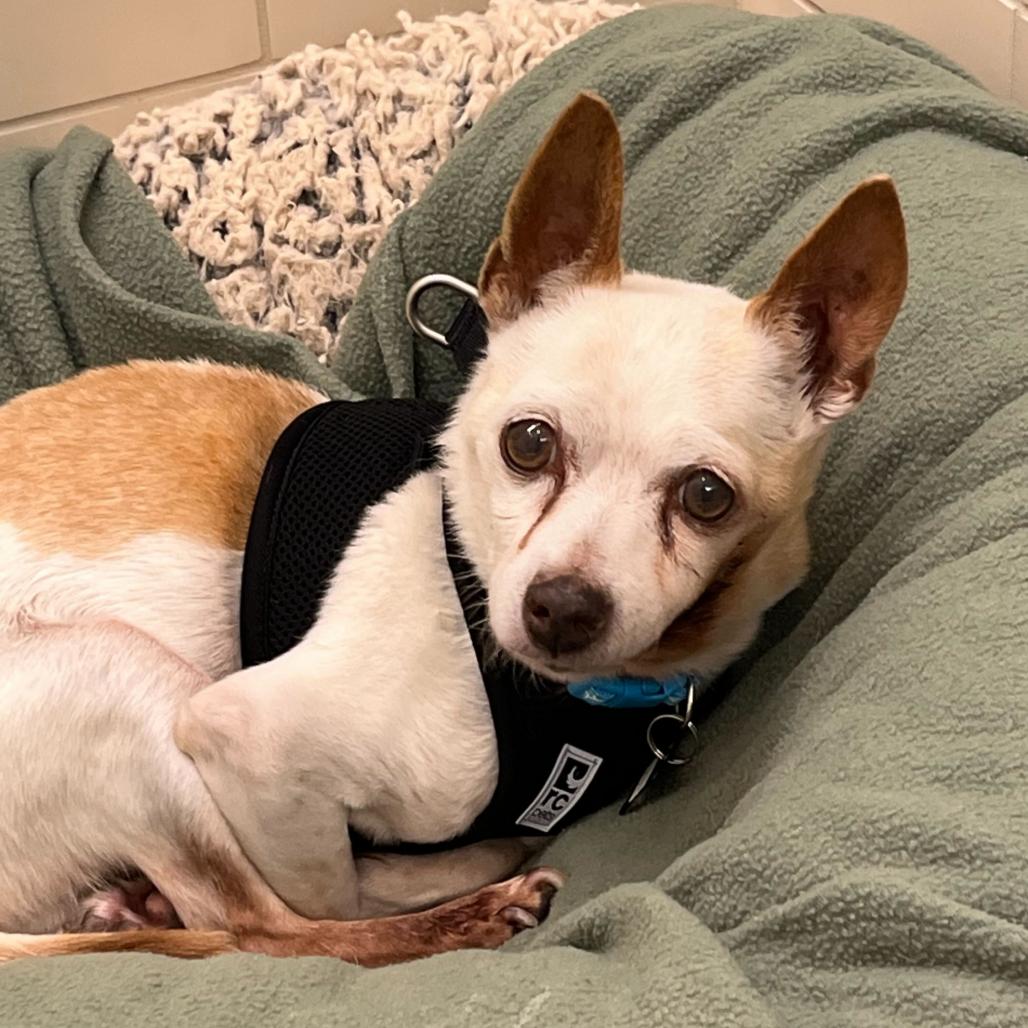 Union 14104, Adoptable, Senior Male Chihuahua.