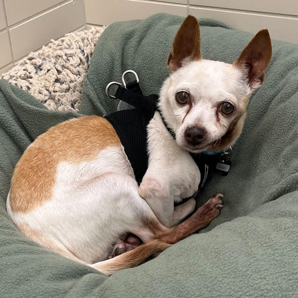 Enlarge Union 14104, a Adoptable Chihuahua in San Francisco, CA image 2/6