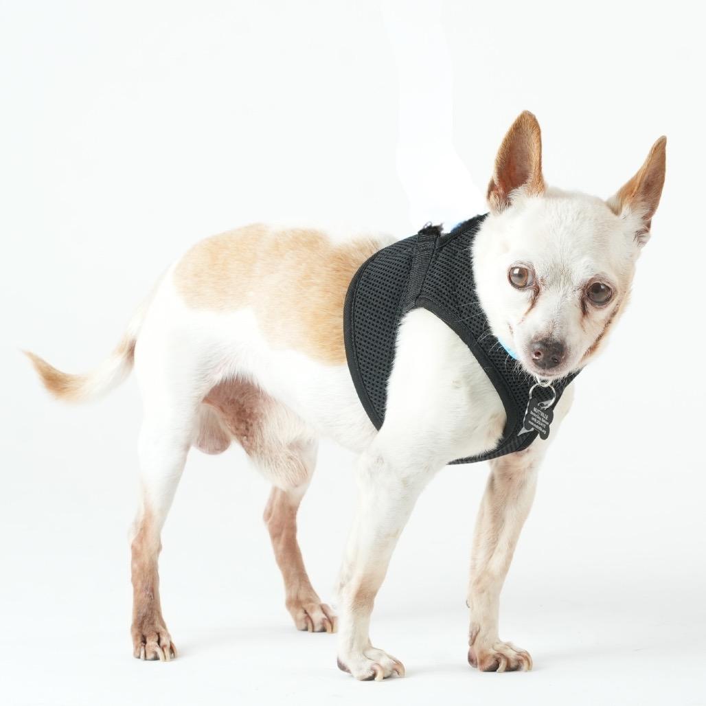 Enlarge Union 14104, a Adoptable Chihuahua in San Francisco, CA image 3/6