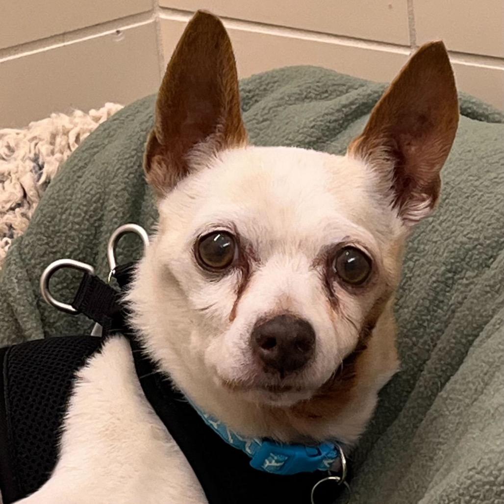 Enlarge Union 14104, a Adoptable Chihuahua in San Francisco, CA image 4/6