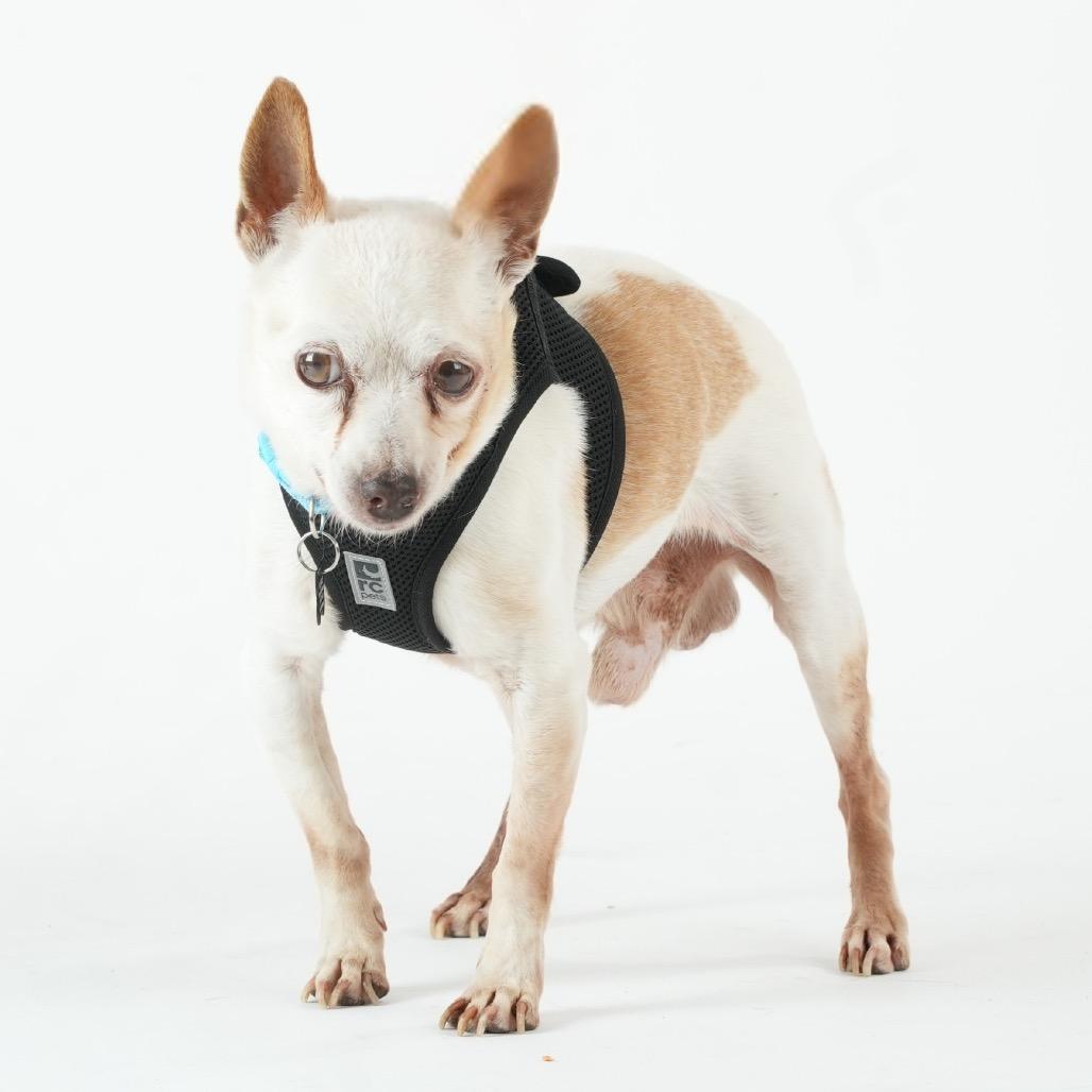 Enlarge Union 14104, a Adoptable Chihuahua in San Francisco, CA image 5/6