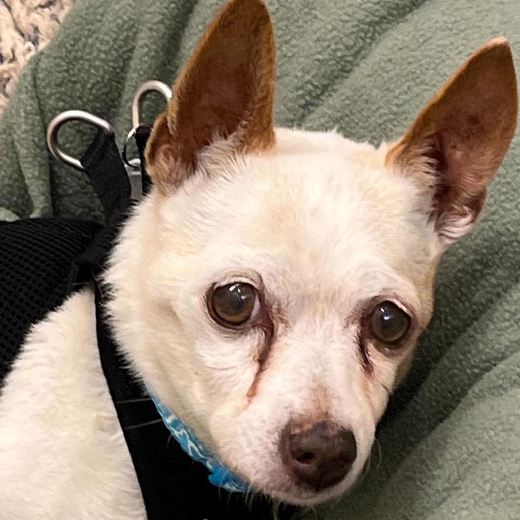 Enlarge Union 14104, a Adoptable Chihuahua in San Francisco, CA image 6/6