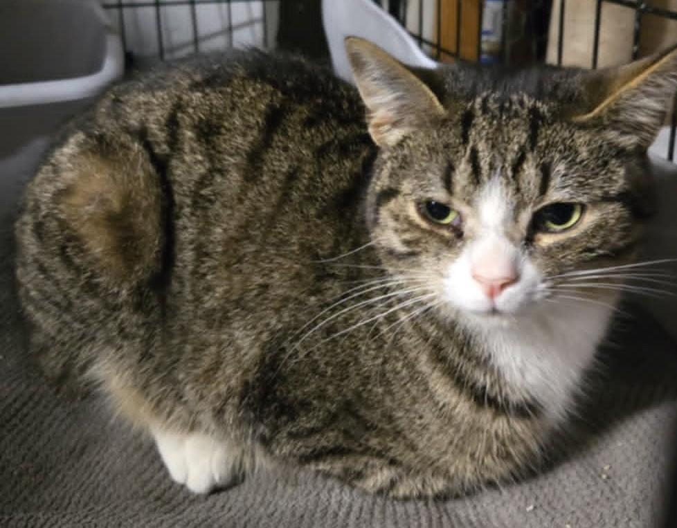 Bree, an adoptable Domestic Short Hair in Cut Bank, MT, 59427 | Photo Image 1