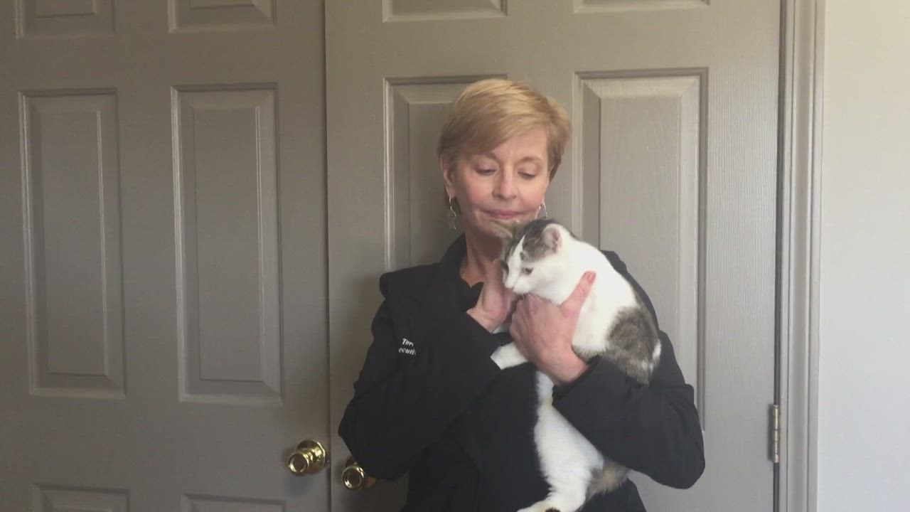 Enlarge Orion, a Adopted Domestic Short Hair in Gastonia, NC video 6/11