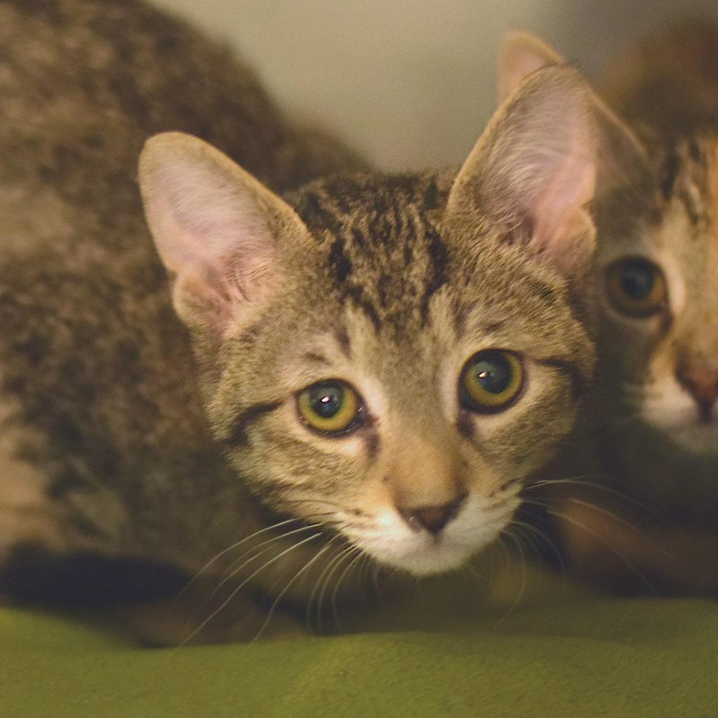 Chestnut, Adoptable, Kitten Male Domestic Short Hair.