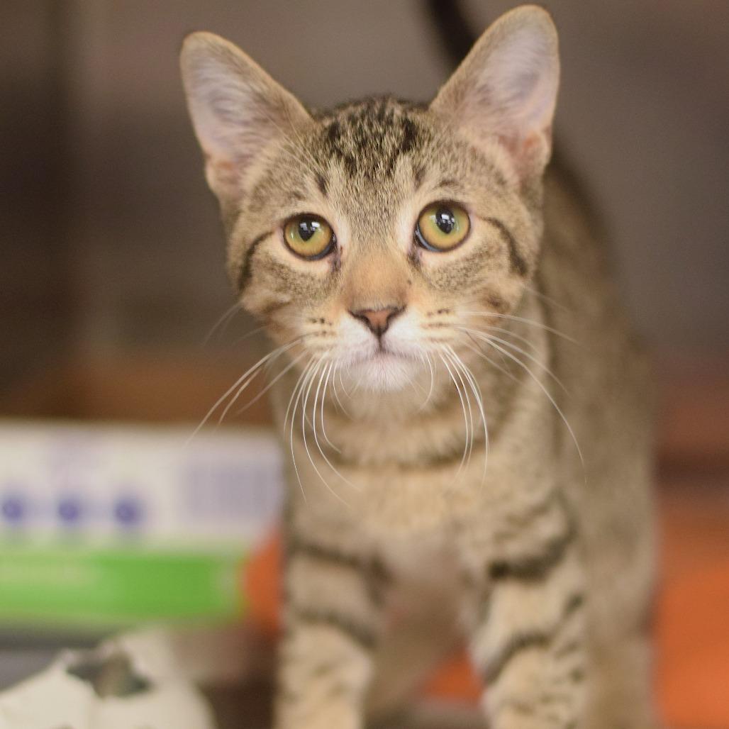 Chestnut, a Adoptable Domestic Short Hair in Belleville, IL image 2/2