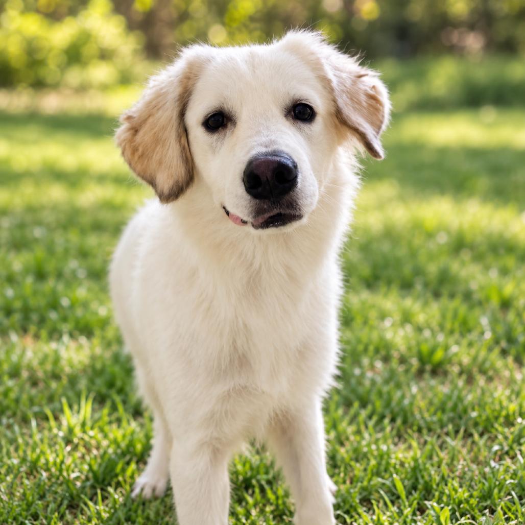 Snow, Adoptable, Adult Female Mixed Breed.