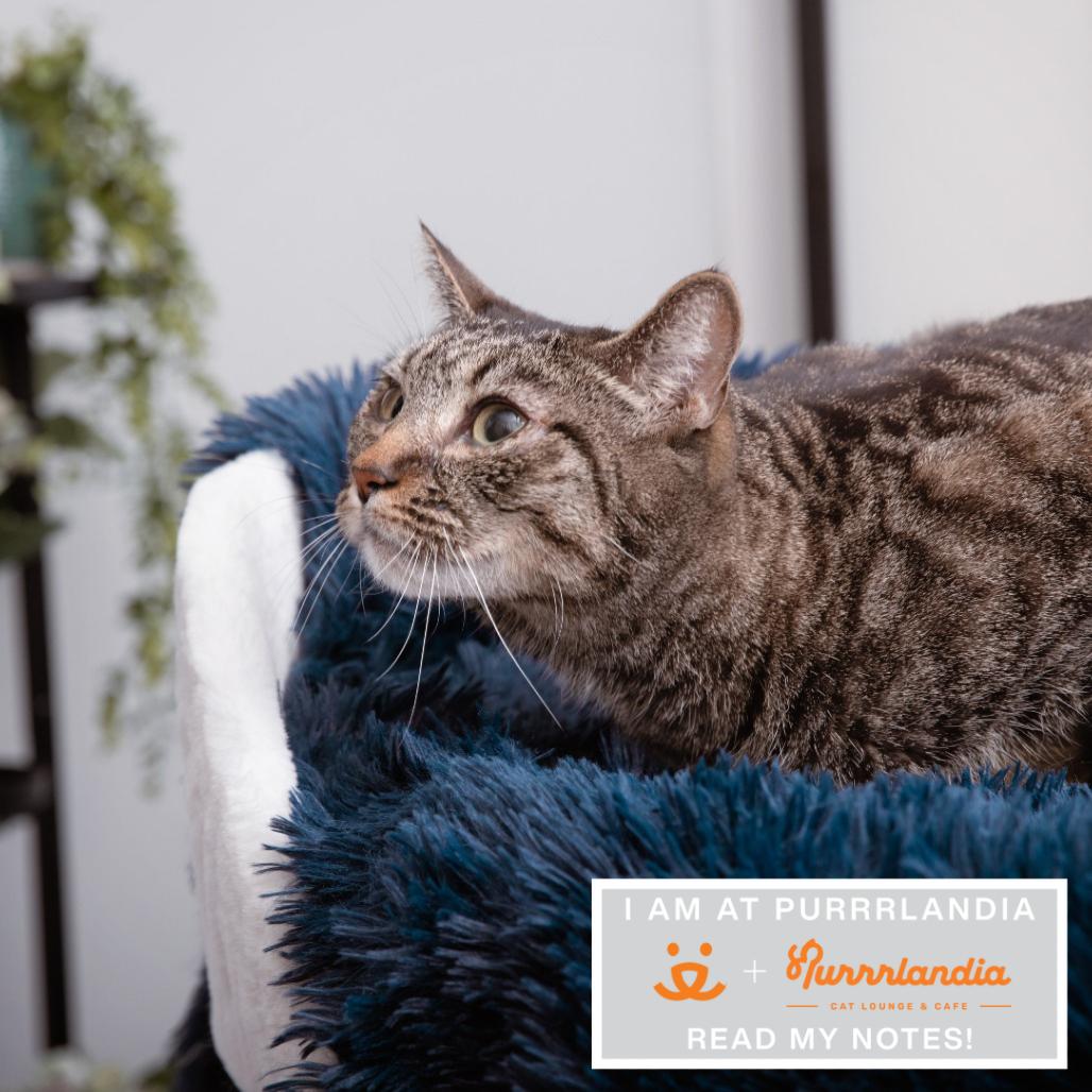 Alemeda, Adoptable, Adult Female Domestic Short Hair.