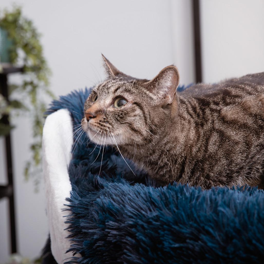 Enlarge Alemeda, a Adoptable Domestic Short Hair in Los Angeles, CA image 2/2