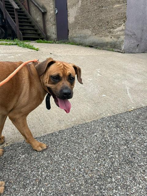 HONEY, ADOPTABLE, Young Female Boxer.