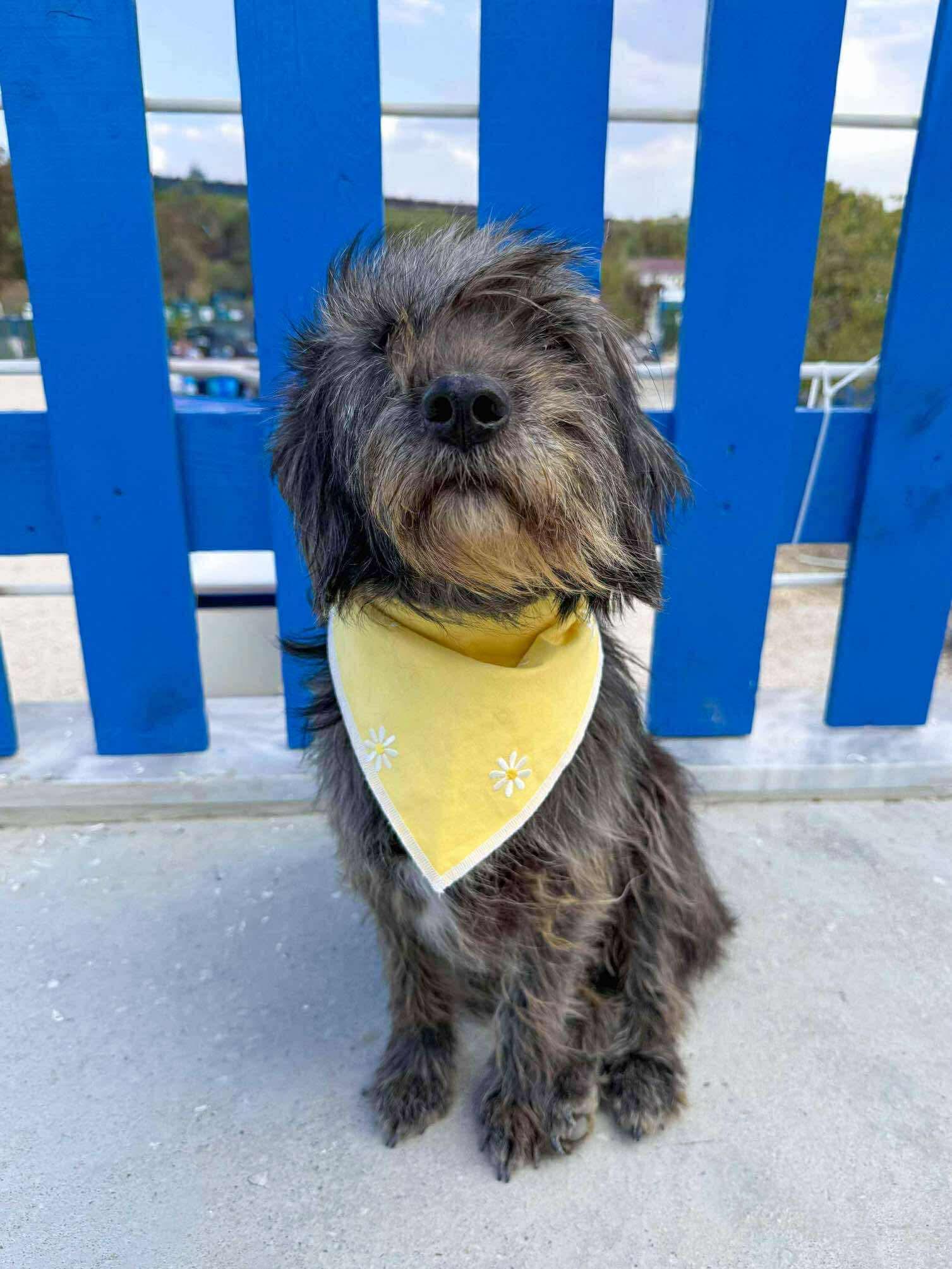 Enlarge Mitsy Bitsy, a Adoptable mixed breed in seattle, WA image 4/4