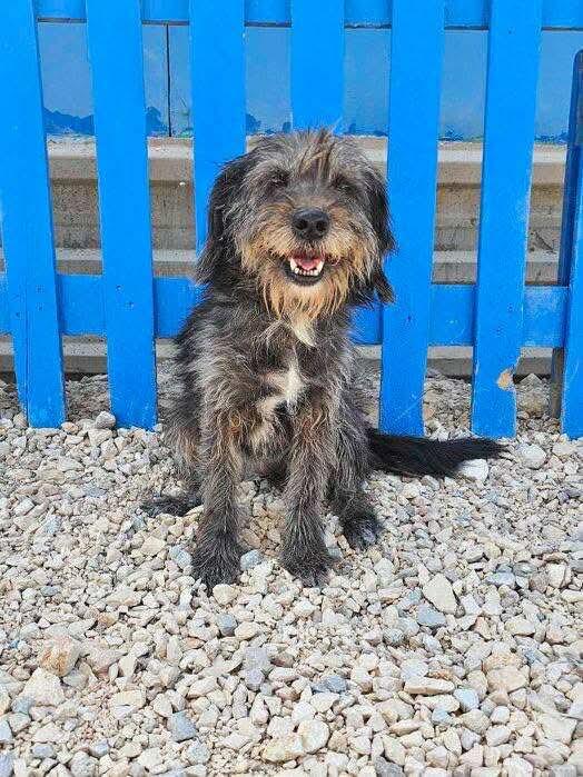 Enlarge Mitsy Bitsy, a Adoptable mixed breed in seattle, WA image 2/4