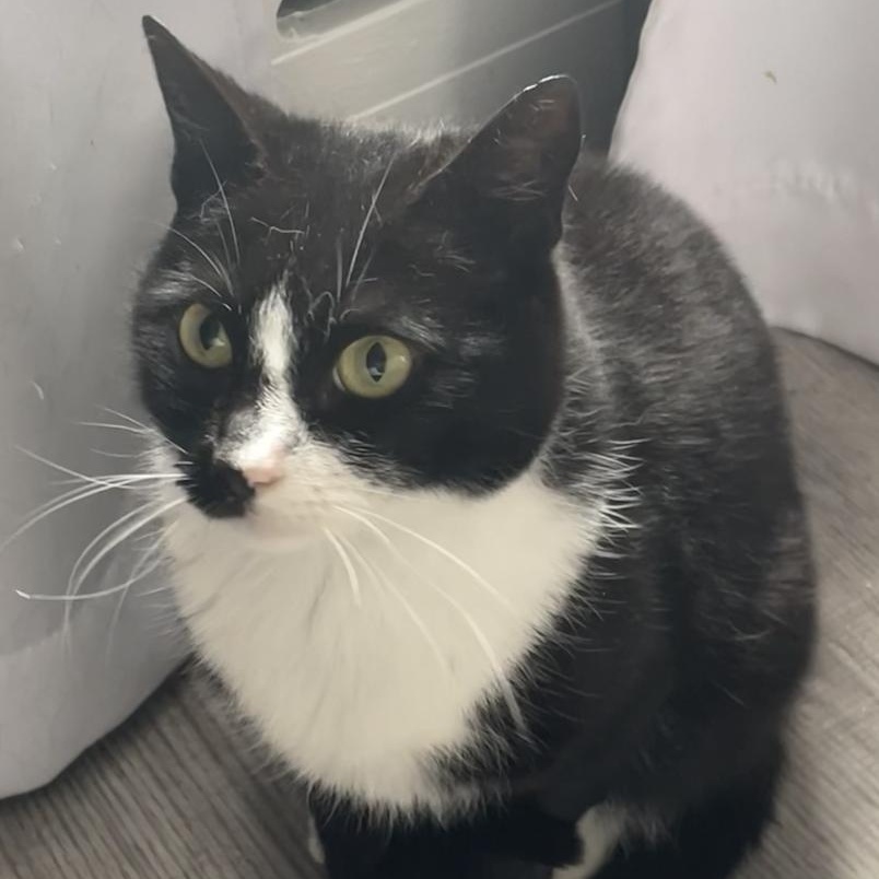 Enlarge Jiminy, a Adoptable Domestic Short Hair in Philadelphia, PA image 6/6