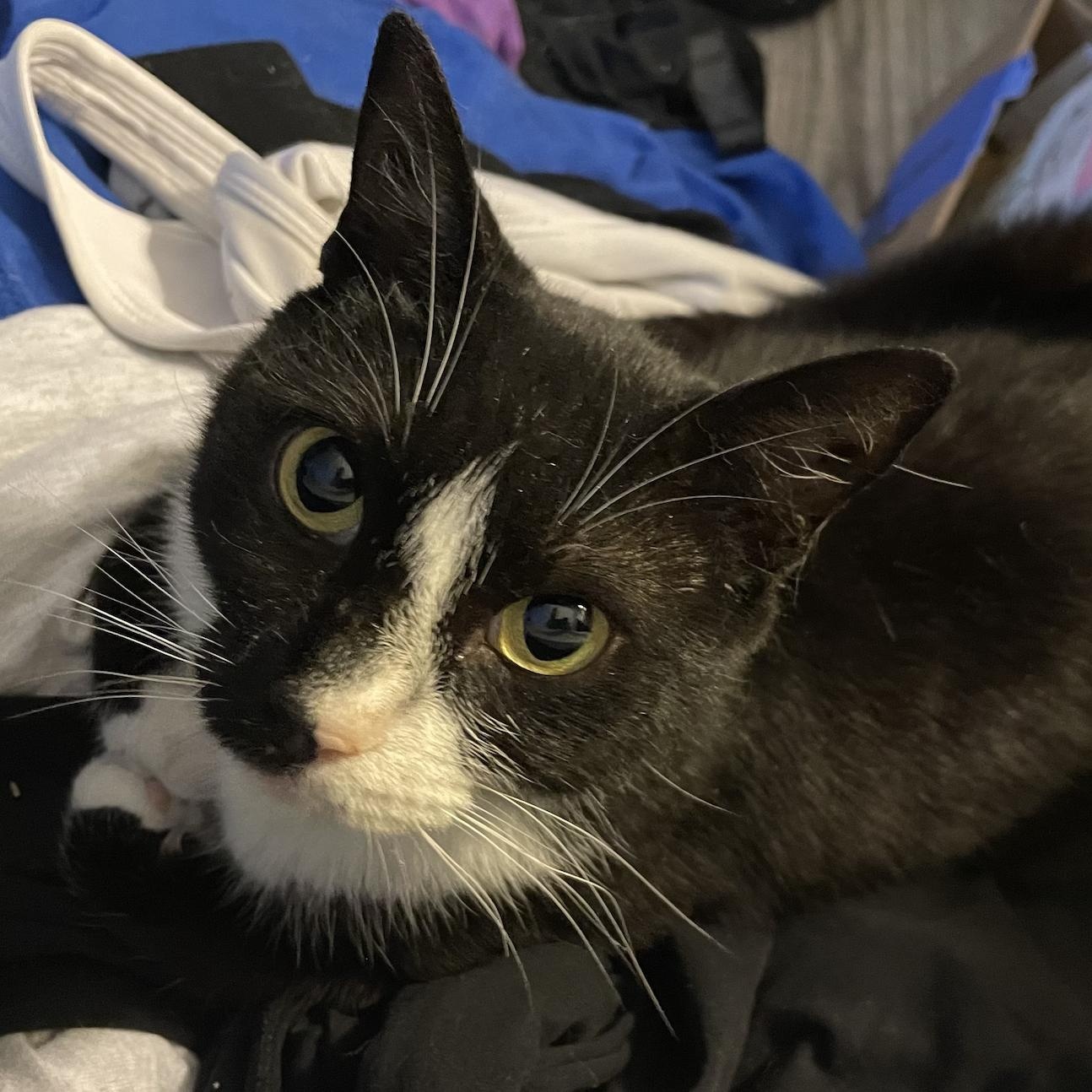 Enlarge Jiminy, a Adoptable Domestic Short Hair in Philadelphia, PA image 4/6