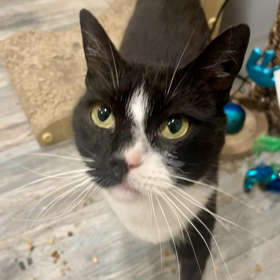 Enlarge Jiminy, a Adoptable Domestic Short Hair in Philadelphia, PA image 3/6