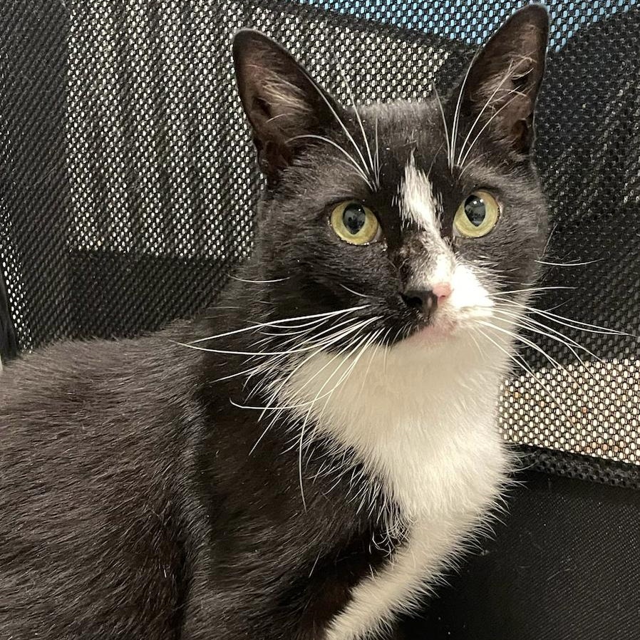 Enlarge Jiminy, a Adoptable Domestic Short Hair in Philadelphia, PA image 1/6