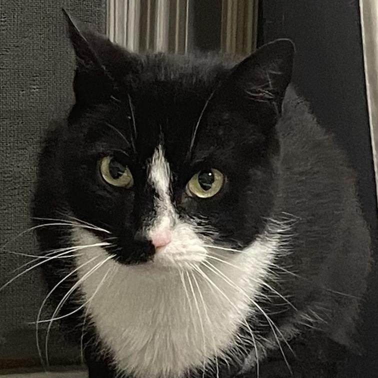 Enlarge Jiminy, a Adoptable Domestic Short Hair in Philadelphia, PA image 5/6