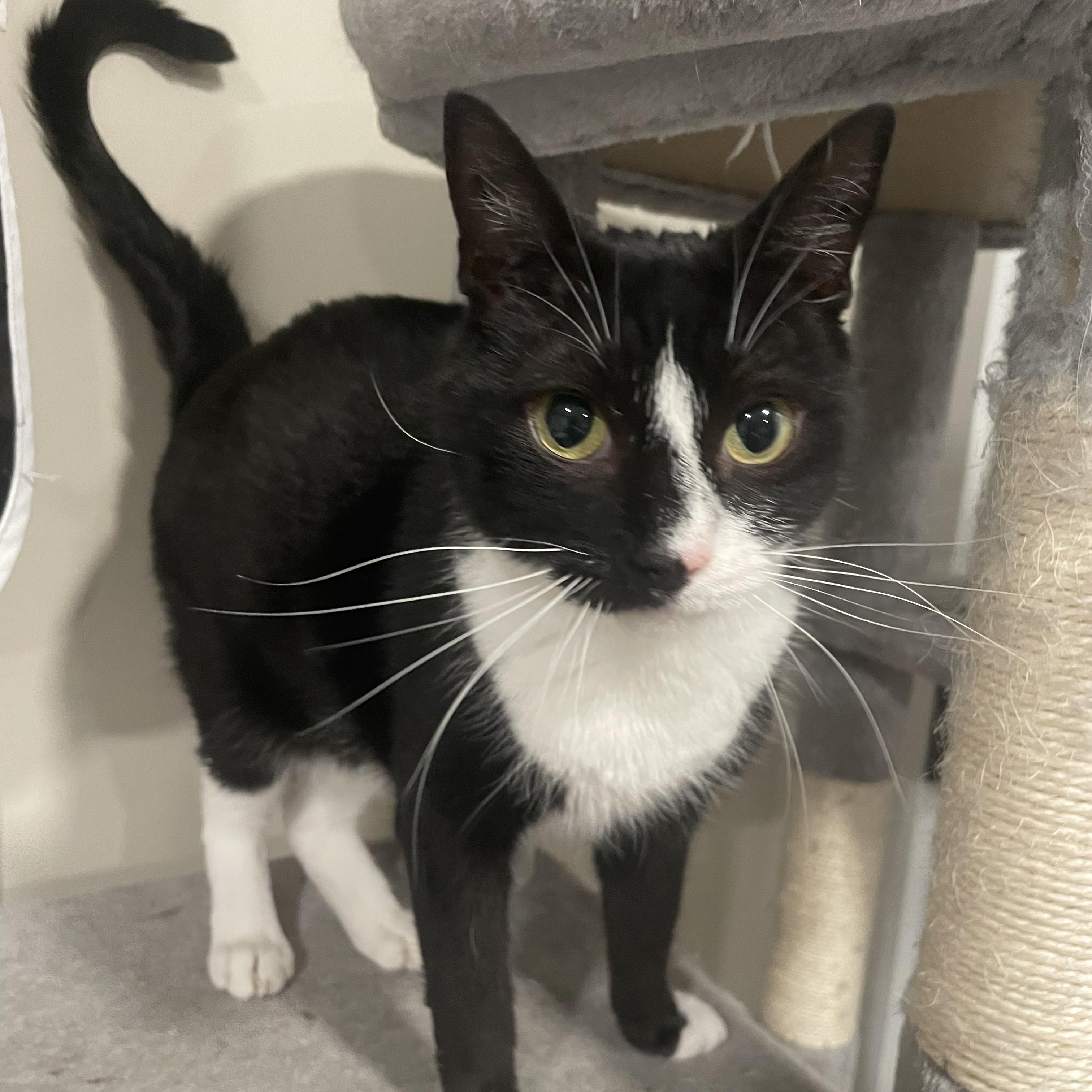 Jiminy, a Adoptable Domestic Short Hair in Philadelphia, PA image 1/6