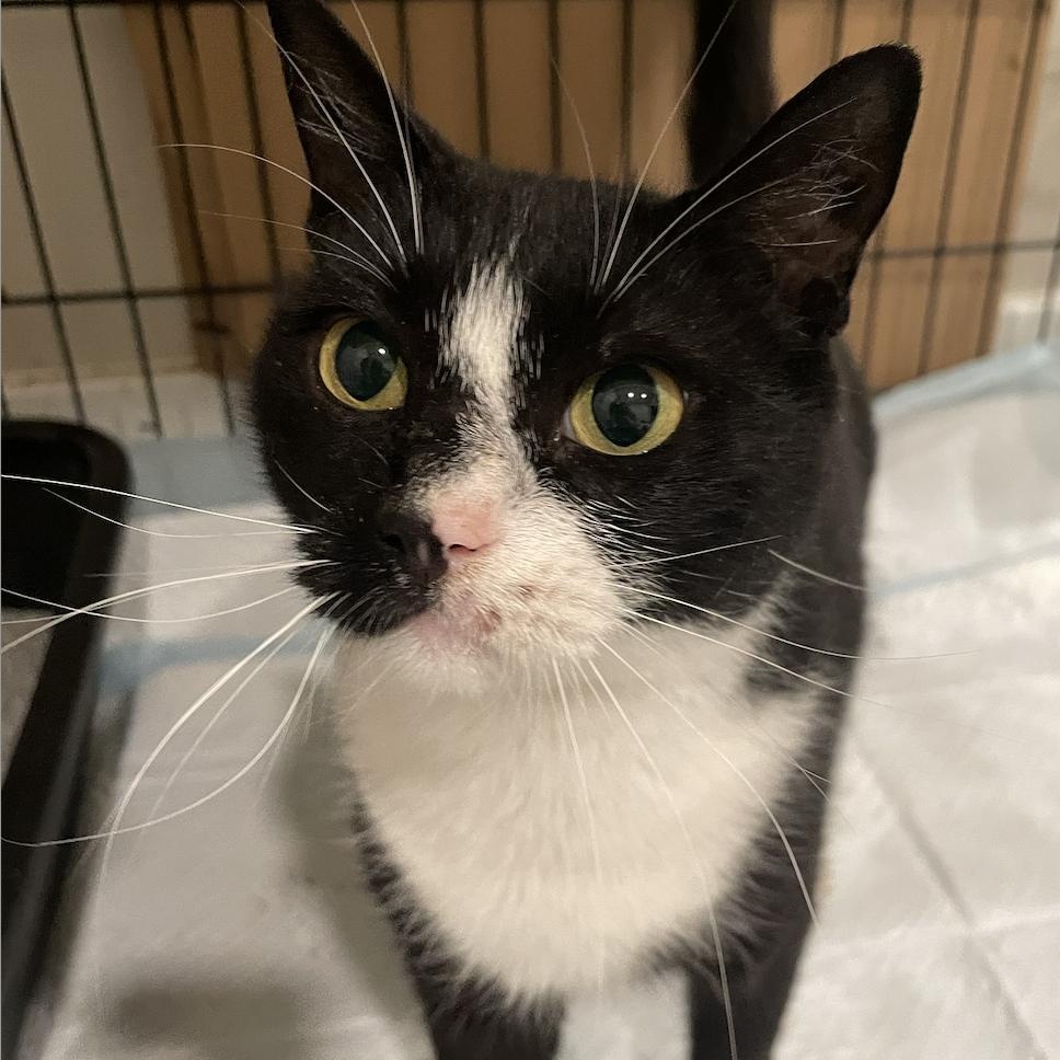 Enlarge Jiminy, a Adoptable Domestic Short Hair in Philadelphia, PA image 2/6