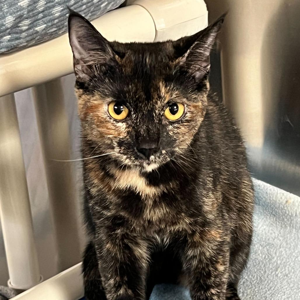 PB & J, Adoptable, Kitten Female Domestic Short Hair.