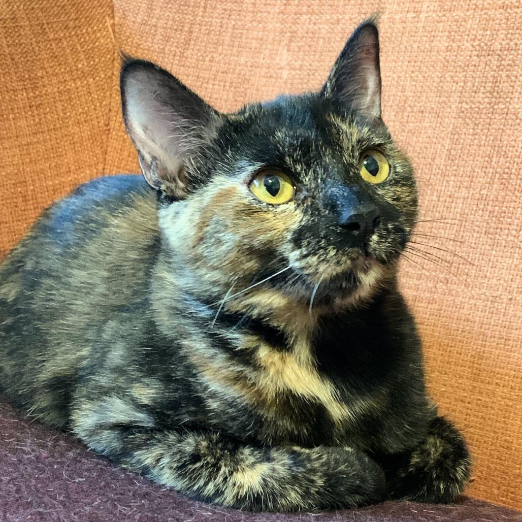 PB & J, a Adoptable Domestic Short Hair in Naperville, IL image 2/6