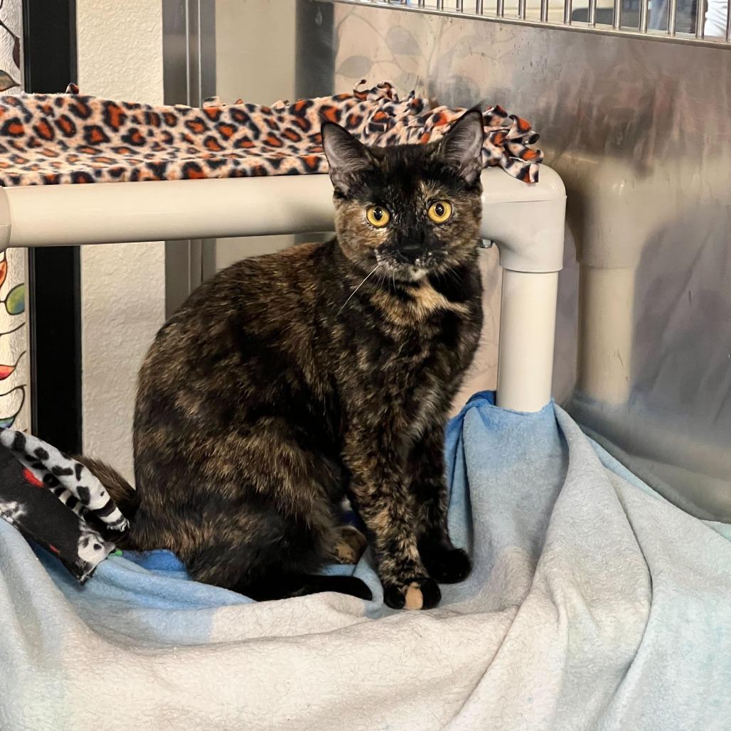 PB & J, a Adoptable Domestic Short Hair in Naperville, IL image 3/6