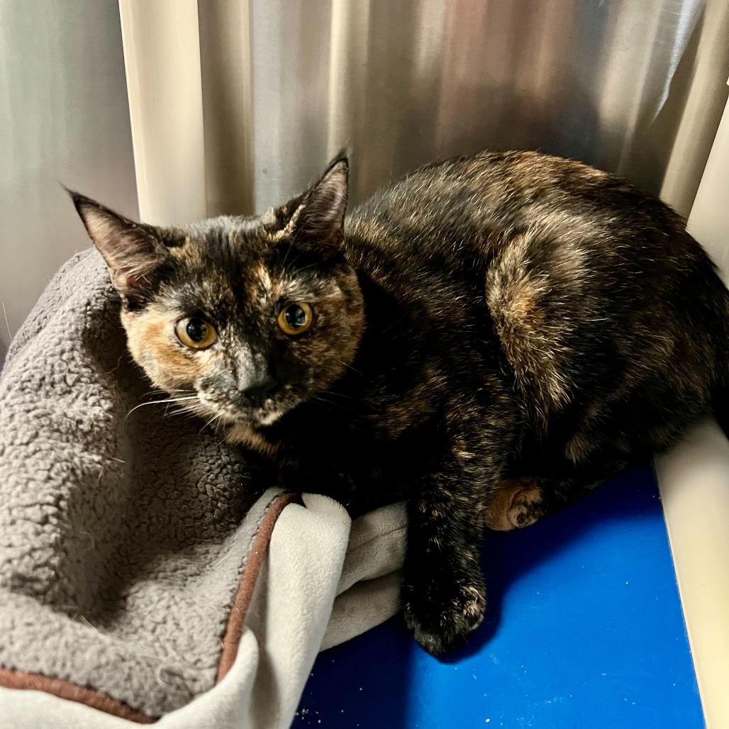 PB & J, a Adoptable Domestic Short Hair in Naperville, IL image 4/6