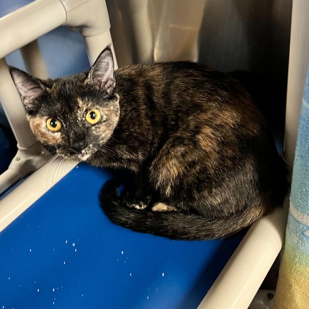 PB & J, a Adoptable Domestic Short Hair in Naperville, IL image 5/6