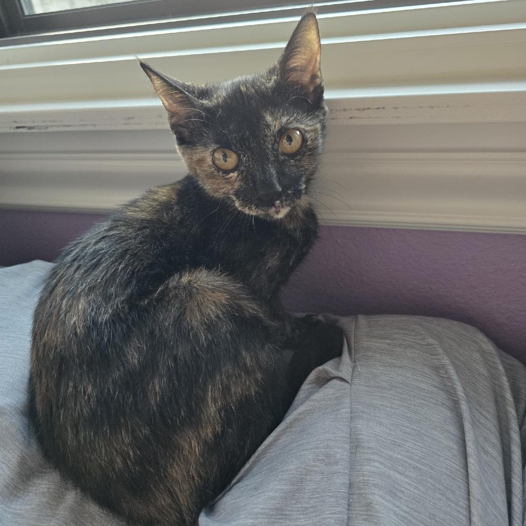 PB & J, a Adoptable Domestic Short Hair in Naperville, IL image 6/6