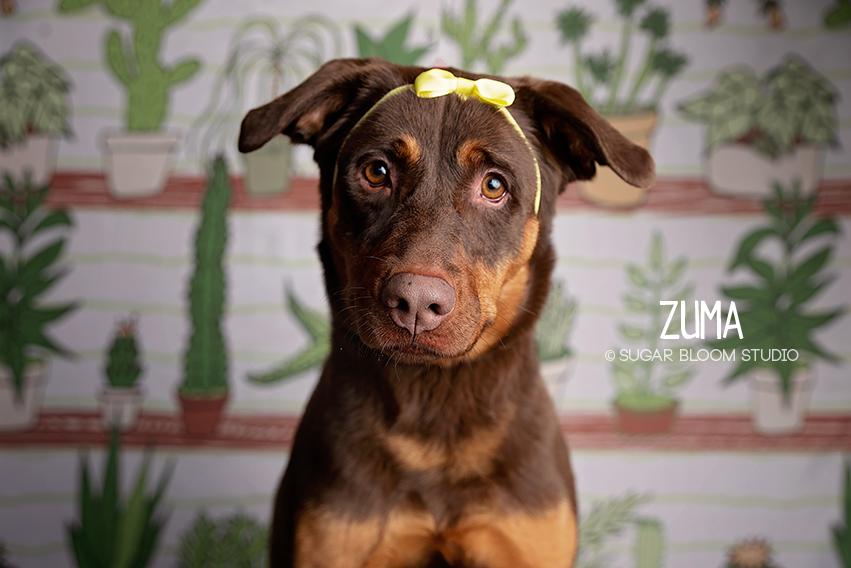 Enlarge Zuma, a Adopted mixed breed in Littleton, CO image 1/6