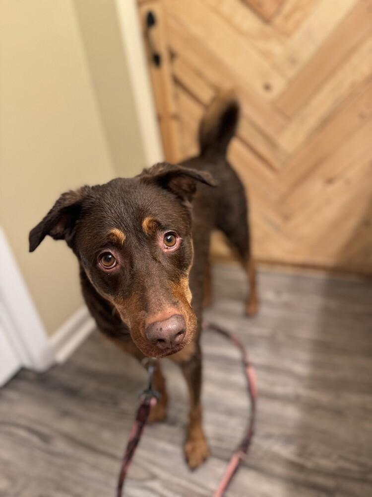 Enlarge Zuma, a Adopted mixed breed in Littleton, CO image 2/6