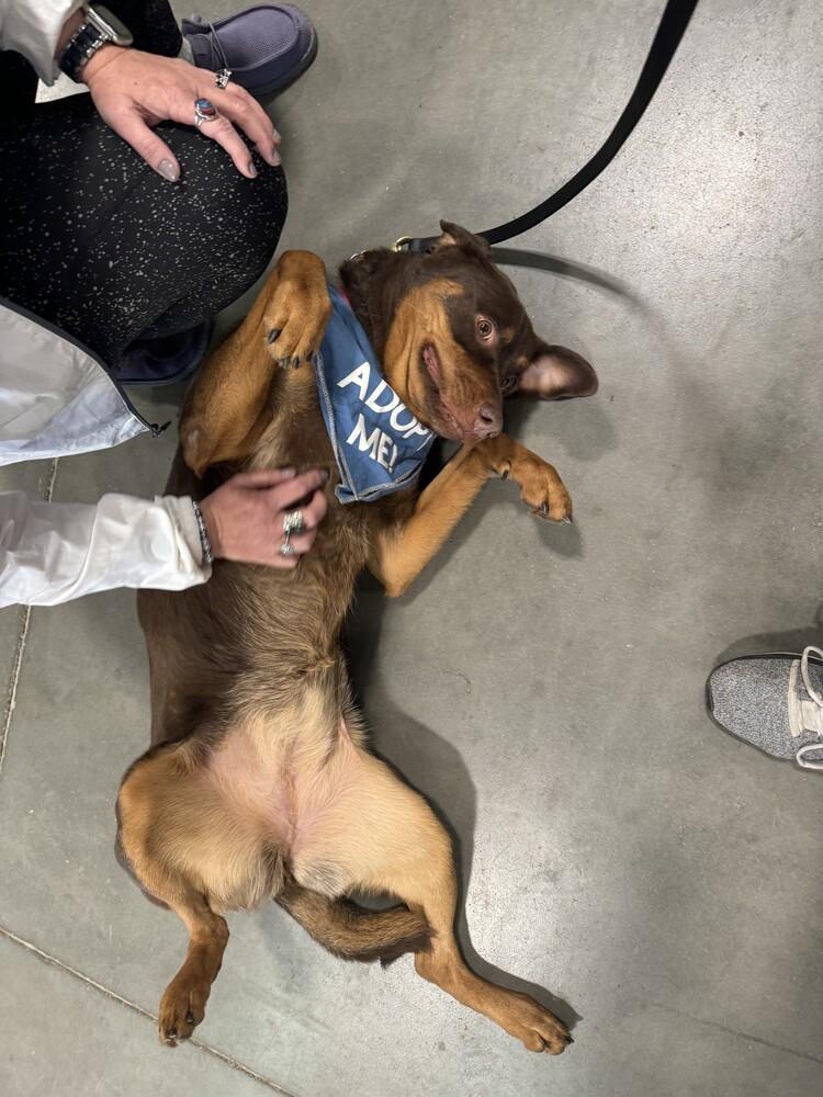 Enlarge Zuma, a Adopted mixed breed in Littleton, CO image 3/6