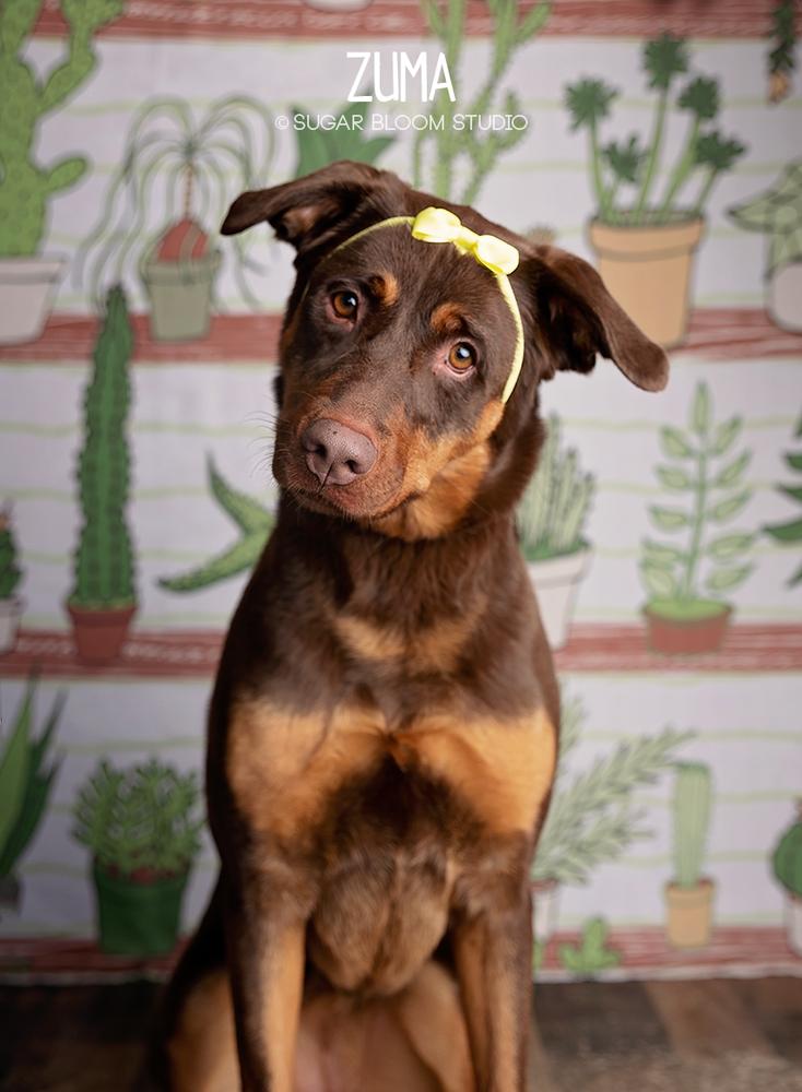 Enlarge Zuma, a Adopted mixed breed in Littleton, CO image 4/6