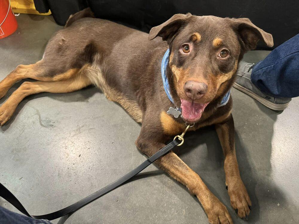 Enlarge Zuma, a Adopted mixed breed in Littleton, CO image 5/6