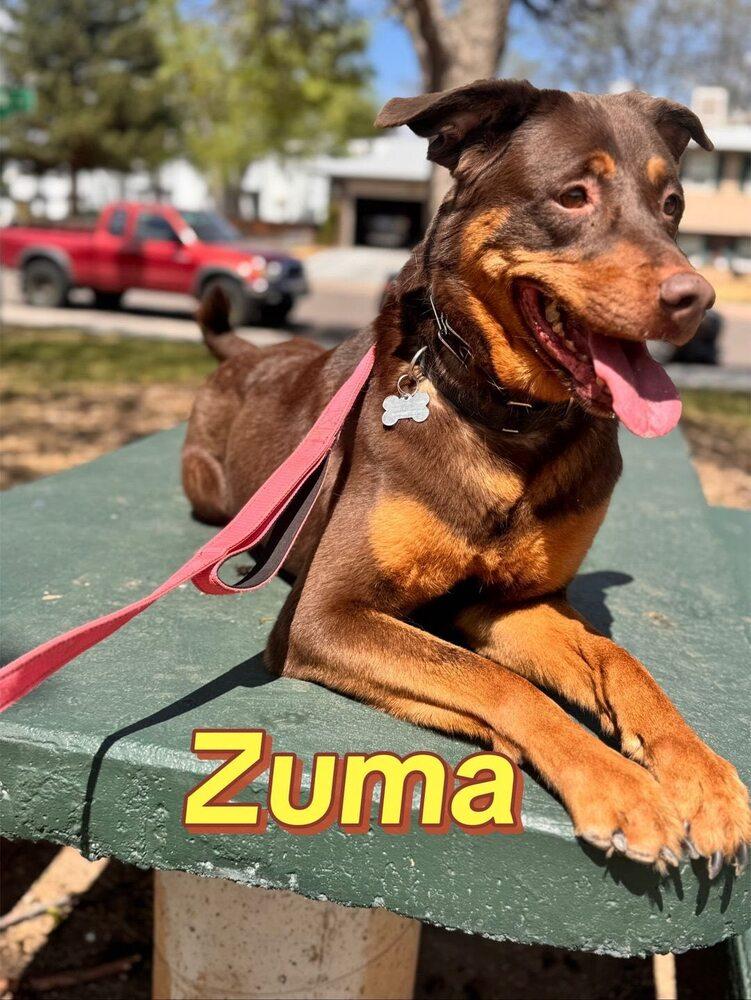 Enlarge Zuma, a Adopted mixed breed in Littleton, CO image 6/6