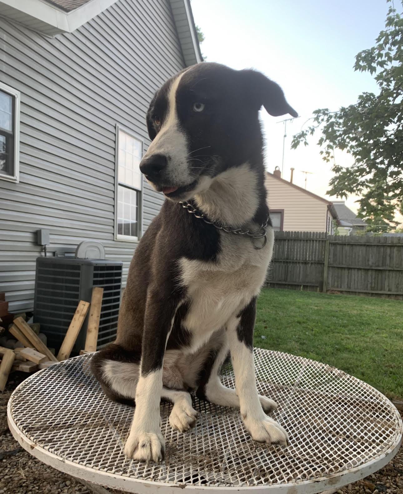 Enlarge Jordy, a Adoptable mixed breed in Columbus, IN image 2/6