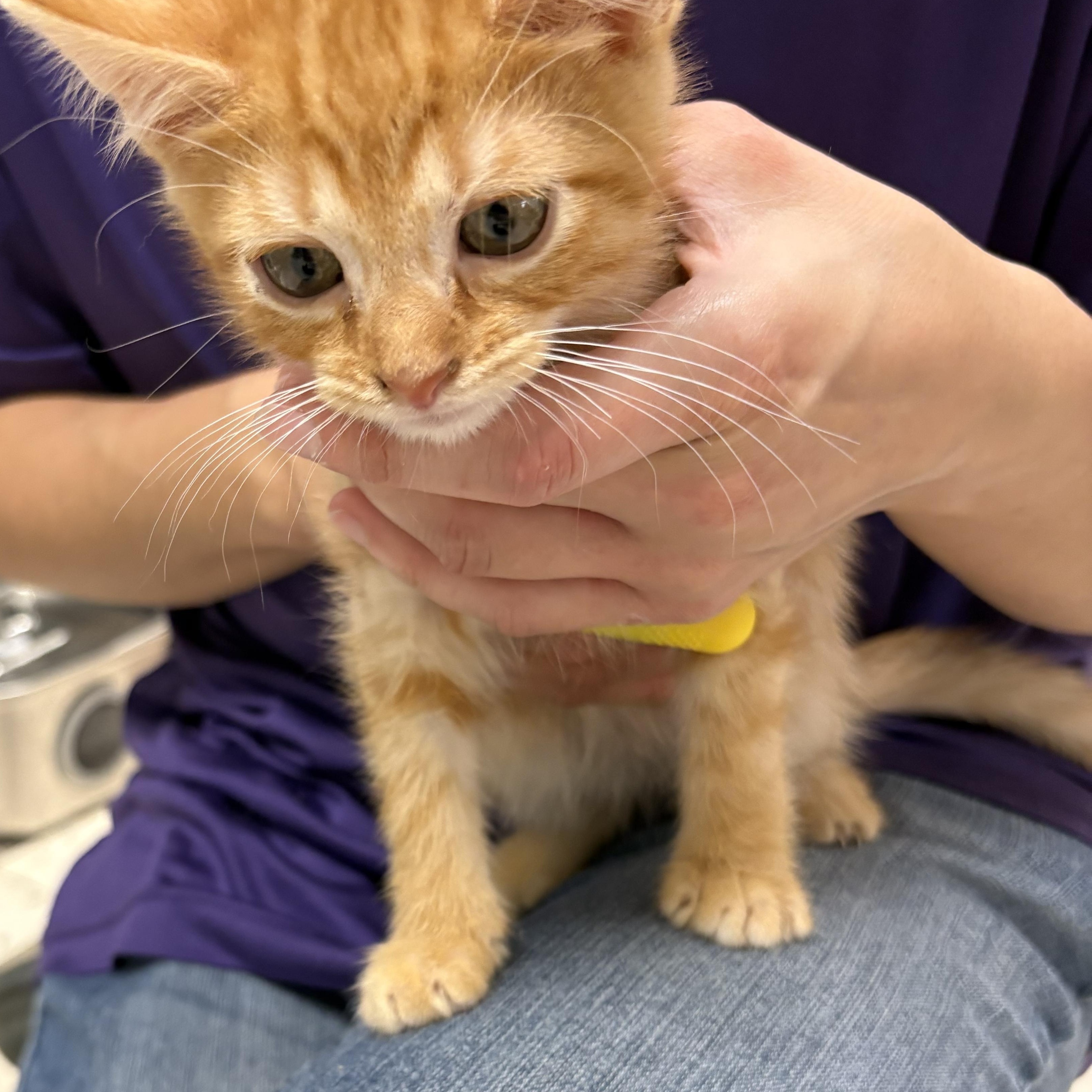 Kansas , an adopted Domestic Short Hair in Wayne , NJ image 1/2