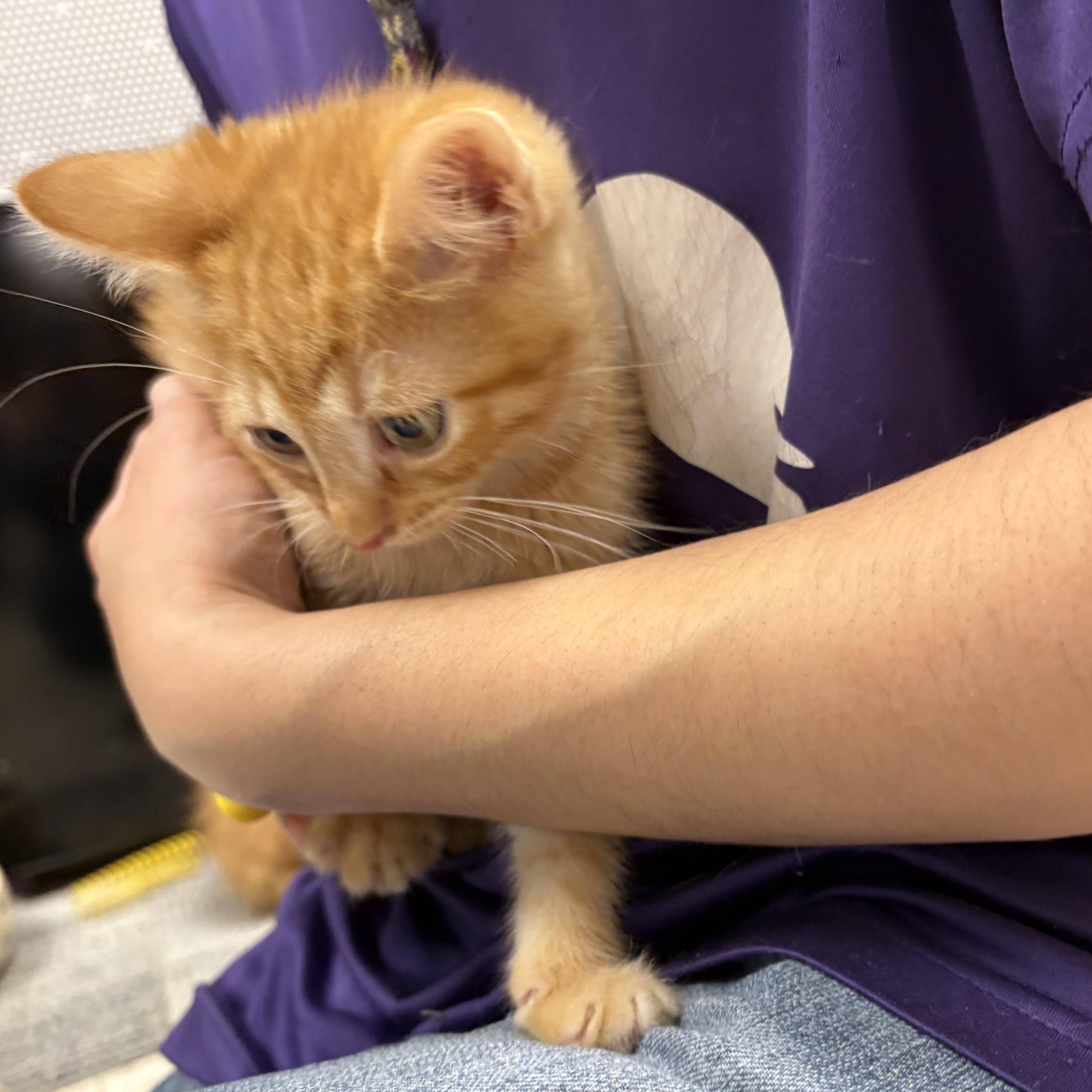 Kansas , an adopted Domestic Short Hair in Wayne , NJ image 2/2