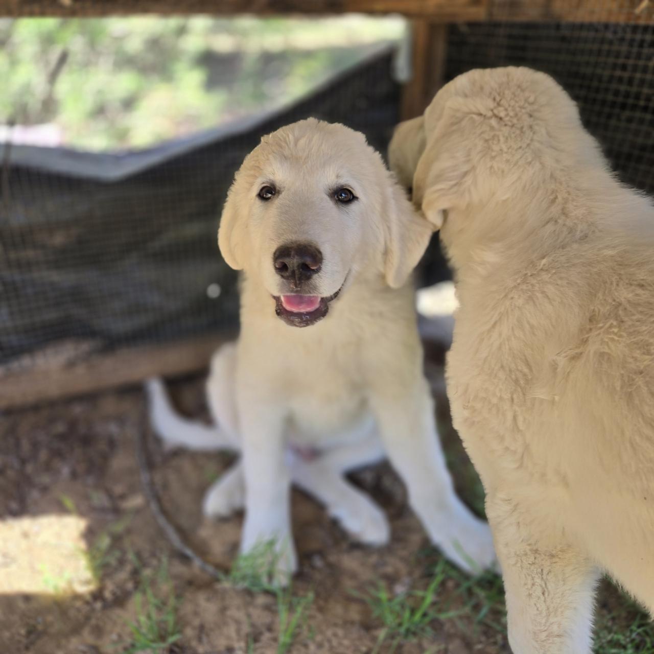 Enlarge Boo , a Adoptable Great Pyrenees in Mansfield, TX image 1/1